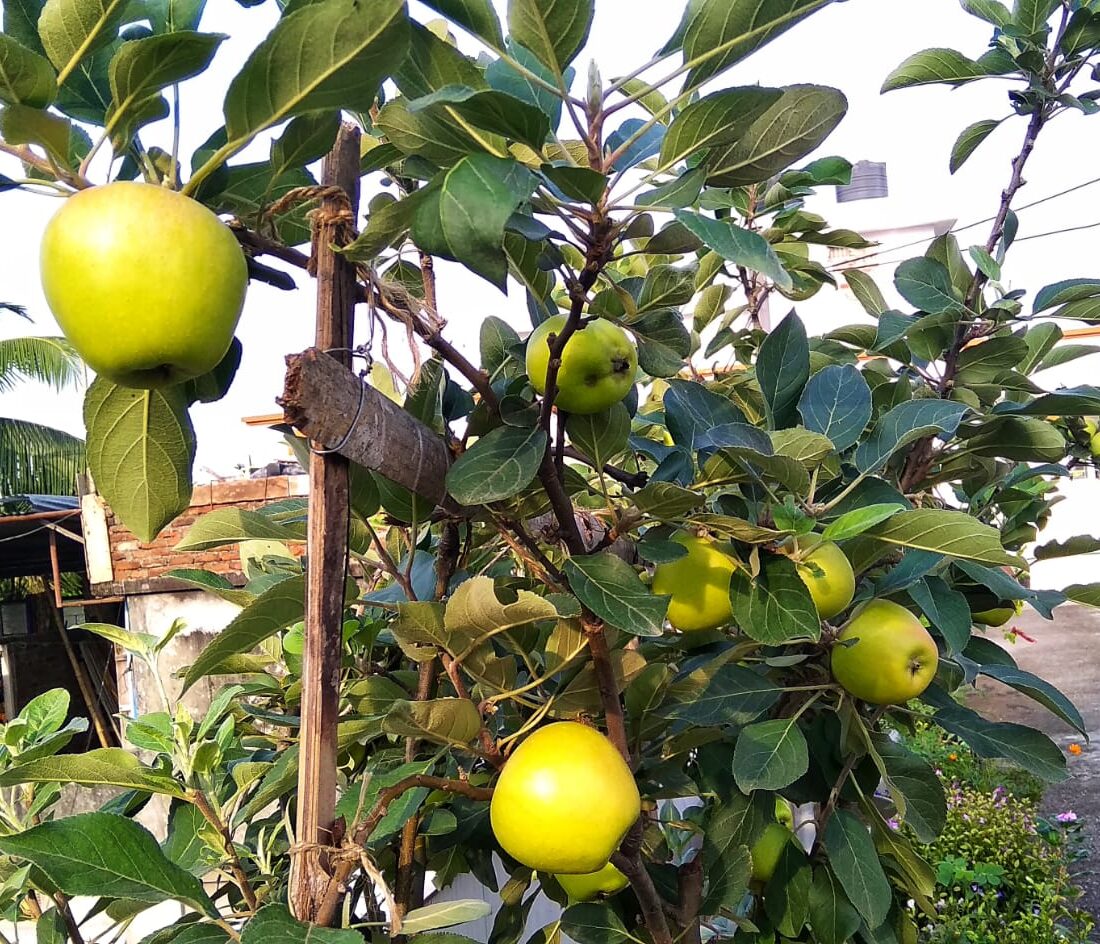HRMN-99 apple fruiting in Ajit Pal, Silligudi, West Bengol (2)
