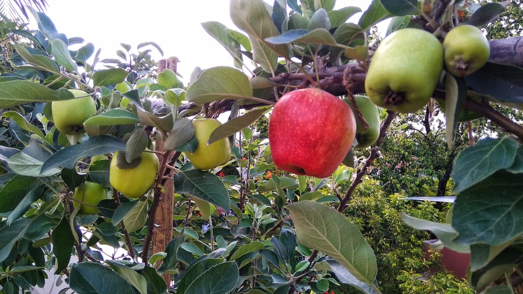 HRMN-99 apple fruiting in Ajit Pal, Silligudi, West Bengol (3)