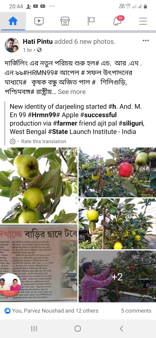HRMN-99 apple fruiting in Ajit Pal, Silligudi, West Bengol (4)