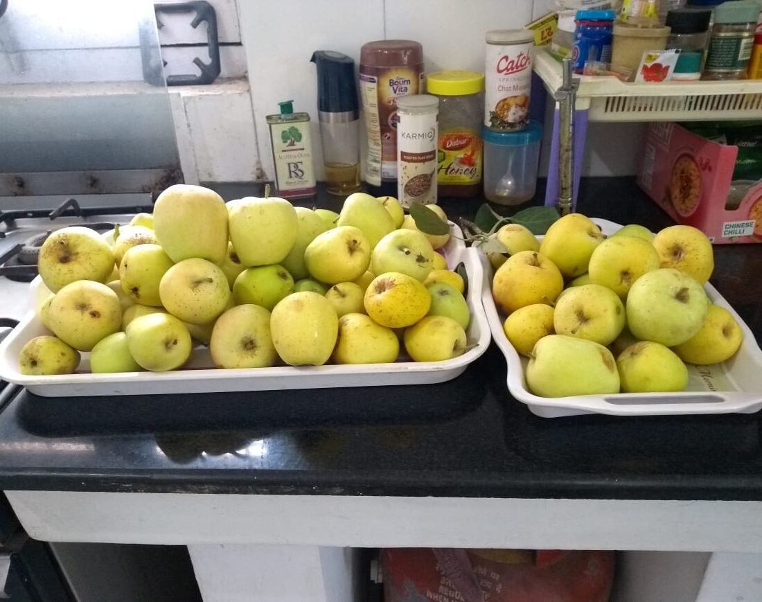 HRMN-99 apple fruiting in the field of Dr. S.N. Maurya, Ex vice chanclor, Haldwani Uttrakhan (2)