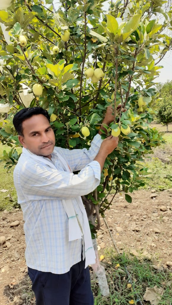 HRMN-99 apple fruiting in the field of Kendra Bala ji, Telangana