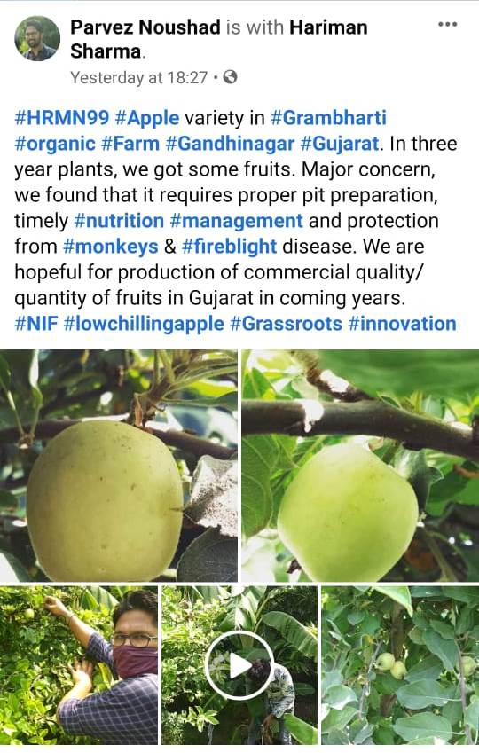 HRMN-99 fruiting at Grambharti Organic Farm, Gandhinagar, Gujarat