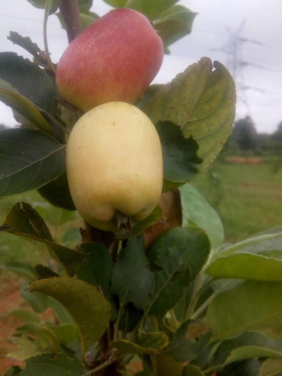 HRMN-99 fruiting in orchard of Pradeep Bhol, Sundargarh Odisha (1)