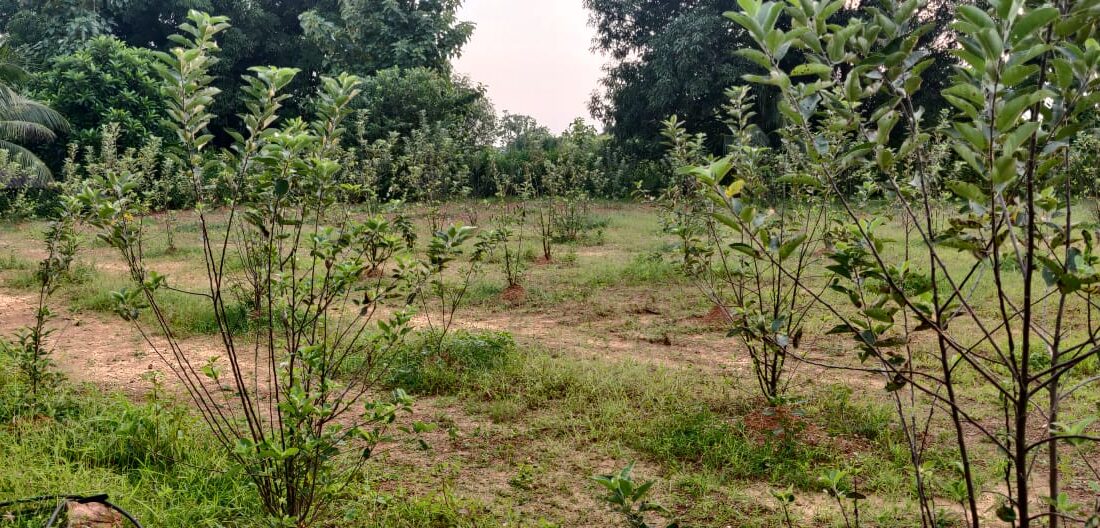 HRMN-99 fruiting in orchard of Pradeep Bhol, Sundargarh Odisha (2)