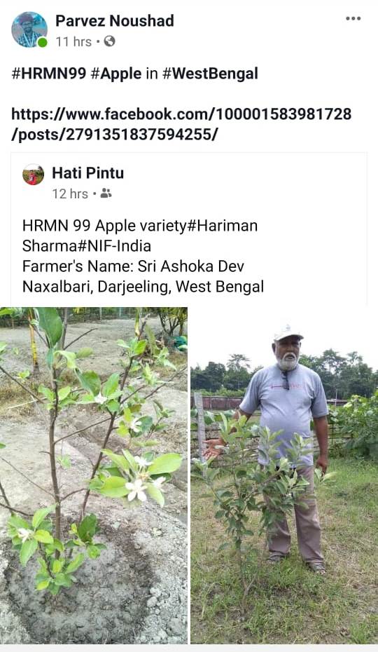 HRMN-99 apple at farm of Sh. Ashoka Dev, Naxalbari, Darjeeling, West Bengal
