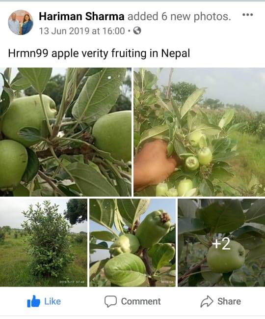 HRMN-99 apple fruiting at Nepal