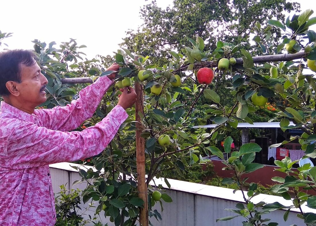 HRMN-99 apple fruiting in Ajit Pal, Silligudi, West Bengol (1)