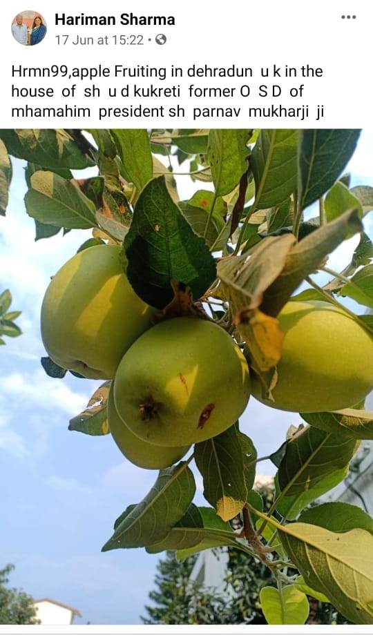 HRMN-99 apple fruiting in Dehradun, Uttrakhand in the house of Sh. UD Kukreti (Former OSD of Hon'ble President Sh. Parnav Mukharji Ji)