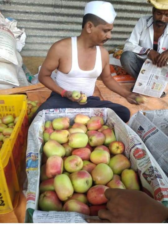 HRMN-99 apple fruiting in Sh. Vijay Tharot, Punna, Maharasthra