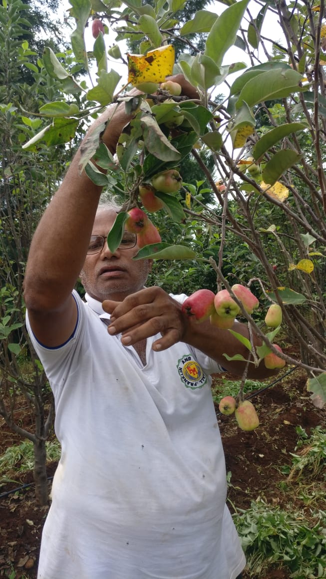HRMN-99 apple fruiting in the field of Dattria Mandlik, Nasik, Maharashtra