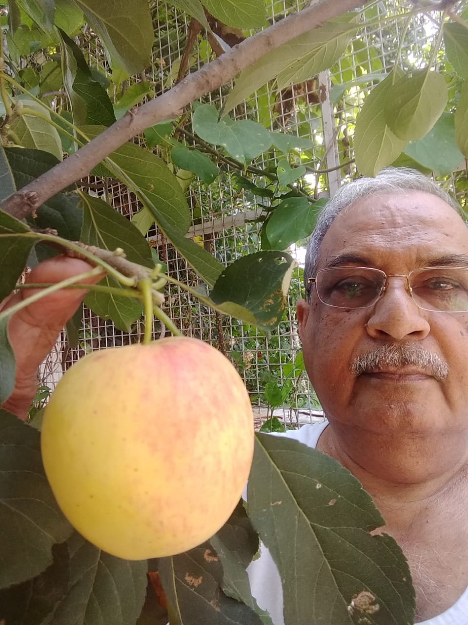 HRMN-99 apple fruiting in the field of Dr. S.N. Maurya, Ex vice chanclor, Haldwani Uttrakhan (1)