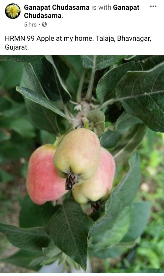 HRMN-99 apple fruiting in the home of Ganapat Chudasama, Talaja, Bhavnagar, Gujarat