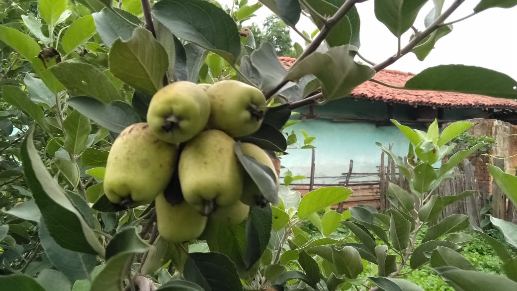 HRMN-99 fruiting in orchard of Umakant Kaudi, Sambalpur, Odisha