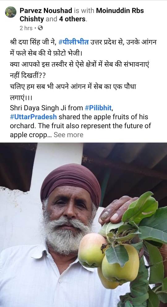 HRMN-99 fruiting in the house of Daya Singh, Pilibhit, Uttar Pradesh